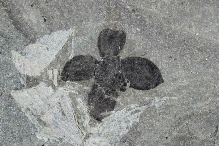 Detailed Fossil Flower - Green River Formation, Utah #94837